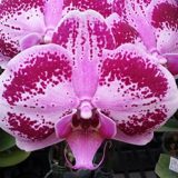 Phal. GC Reyoung Corona