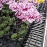 Phal. GC Reyoung Pearl：圖片 3