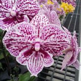 Phal. GC Reyoung Pearl