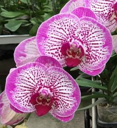 Dtps. Fuller Pink Stripe