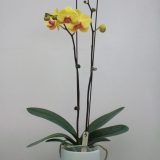 Dtps. Sin-Yaun Golden Beauty X Dtps. Sunrise Star "562"：圖片 3