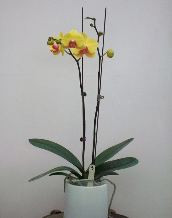 Dtps. Sin-Yaun Golden Beauty X Dtps. Sunrise Star "562"：圖片 3