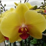 Dtps. Sin-Yaun Golden Beauty X Dtps. Sunrise Star "562"