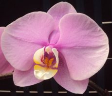 Phal. Jincheng Iceberg Beauty X Phal. Pinlong Cheris