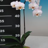 Dtps. Taisuco Wonderment：圖片 2
