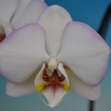 Dtps. Taisuco Wonderment