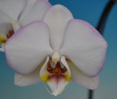 Dtps. Taisuco Wonderment