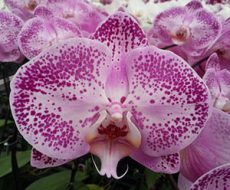 Phal. GC Reyoung Galaxy