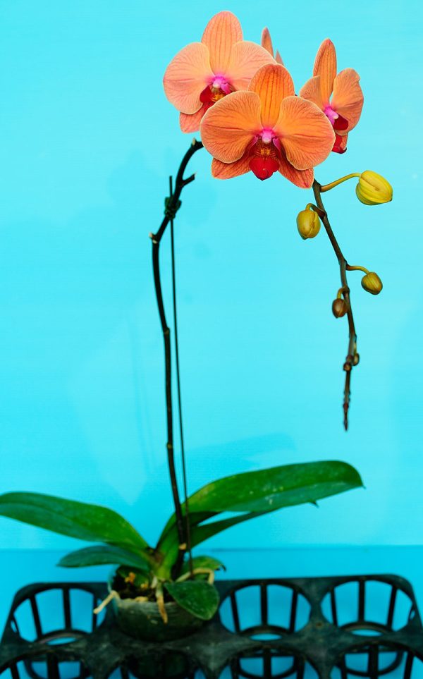 Phal. Yi Shing Orange "137"：圖片 2