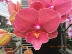 Phal. OX Sunkist