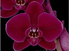 Phal. OX Black Face