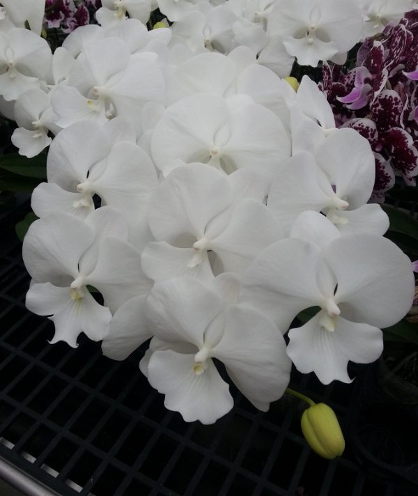 Phal. GC Reyoung Princess：圖片 2