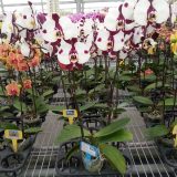 Phal. GC Reyoung Panda：圖片 3