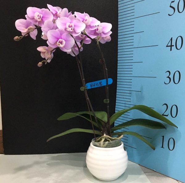 Phal. Sogo Genki X Phal. Miki Watanaba：圖片 2
