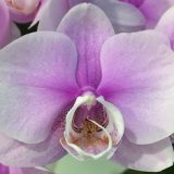 Phal. Sogo Genki X Phal. Miki Watanaba：圖片 3
