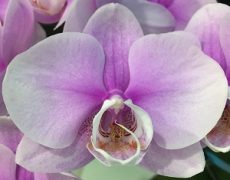 Phal. Sogo Genki X Phal. Miki Watanaba