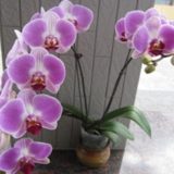 Phal. Tinny Honey X Phal. Jiuhbao Rose：圖片 3