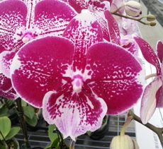 Phal. GC Reyoung Banquet