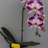 Phal. Hilo Spark Pink "1106"：圖片 3
