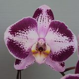 Phal. Hilo Spark Pink "1106"