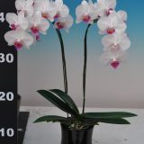 Dtps. Taisuco Elfin "16252"：圖片 3