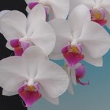 Dtps. Taisuco Elfin "16252"