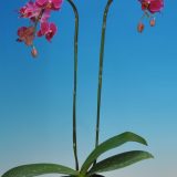 Phal. Taisuco "96355"：圖片 3