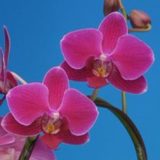 Phal. Taisuco "96355"