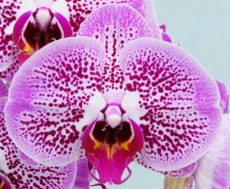 Phal. GC Reyoung Cheetah