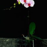 Phal. Tinny Honey "133"：圖片 3