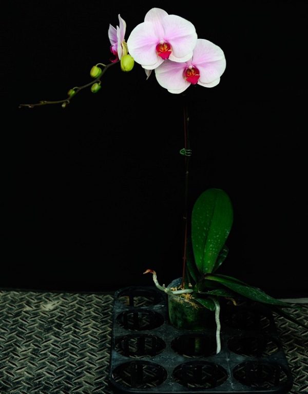 Phal. Tinny Honey "133"：圖片 3
