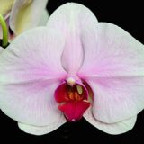Phal. Tinny Honey "133"