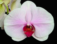 Phal. Tinny Honey "133"