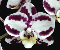 Dtps. Fong Tien's Amapearl "002"