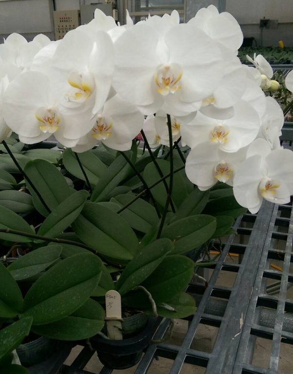Phal. East Sea "05"：圖片 2