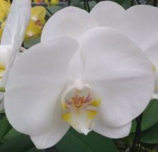 Phal. East Sea "05"