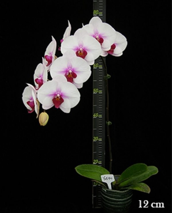 Phal. Younghome Angel "40"：圖片 3