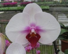Phal. Younghome Angel "40"