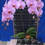 Phal. Lianher Pink Lady：圖片 3