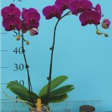 Phal. Green Culture Joy：圖片 3
