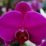 Phal. Green Culture Joy