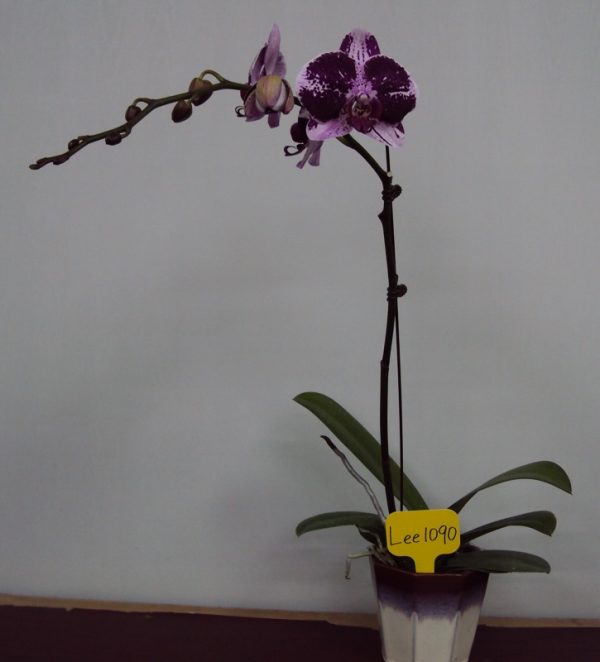 Phal. Hilo Spark Pink "1090"：圖片 2
