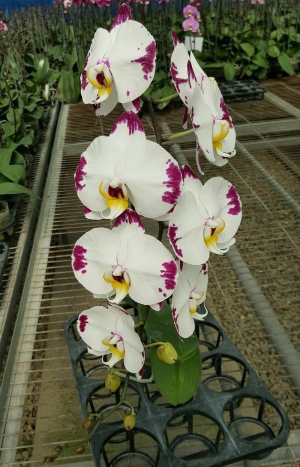 Phal. Harker Diamond：圖片 2