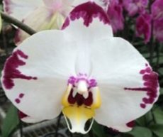 Phal. Harker Diamond