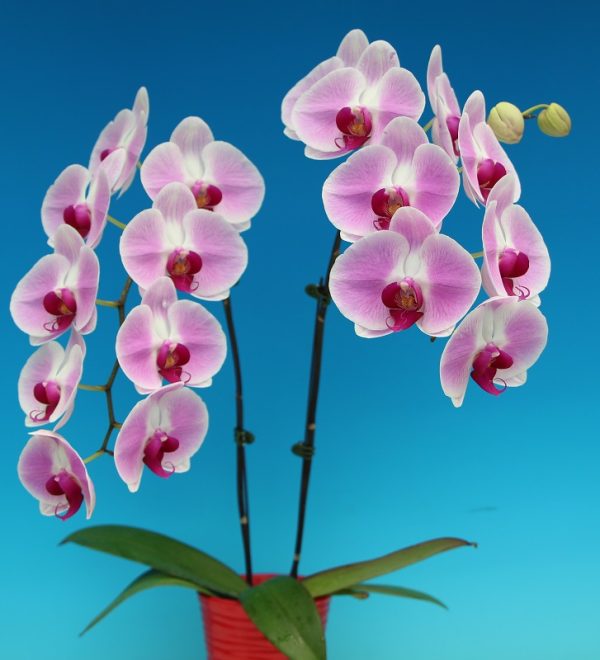 Phal. Star Honey：圖片 2