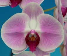 Phal. Star Honey