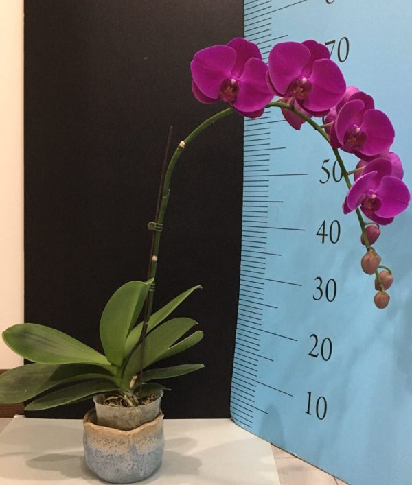 Phal. Shan Feng Jing Red Peach：圖片 2