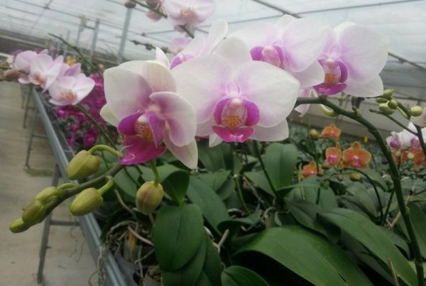 Phal. East Sea "03"：圖片 3