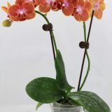 Phal. Sunhope Raraavis：圖片 2