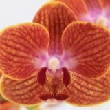 Phal. Sunhope Raraavis